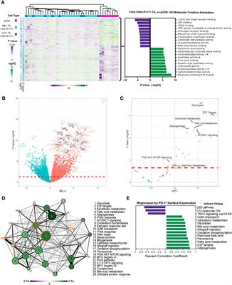 A transcriptional evaluation of the melanoma and squamous cell carcinoma TIL compartment reveals an unexpected spectrum of exhausted and functional T cells